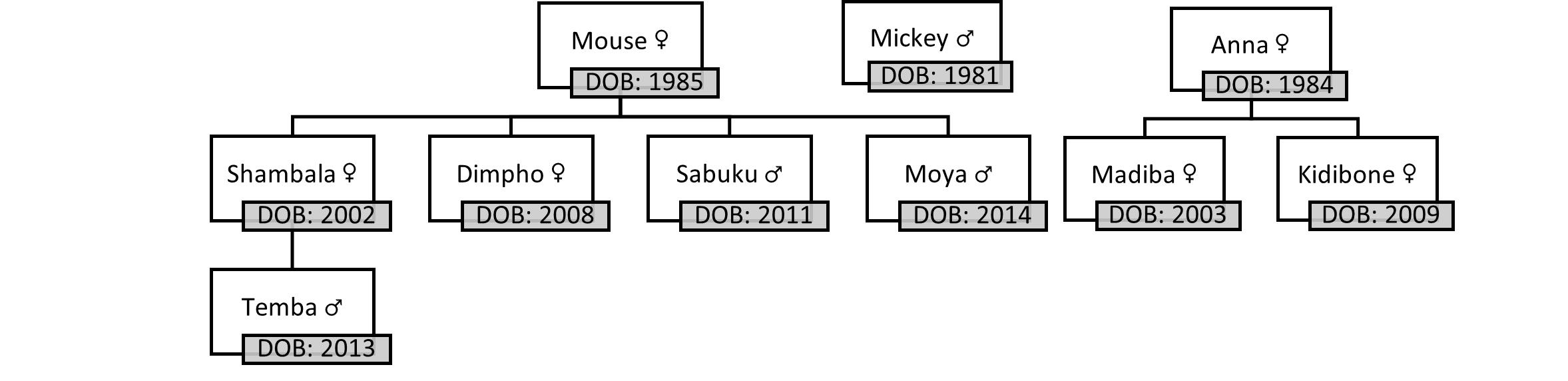 Family tree of study animals on SPGR, showing the date of birth (DOB) and the sex of the elephants.