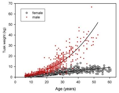 Relationship between tusk weight and age in five savannah elephant clans aged six years or older.