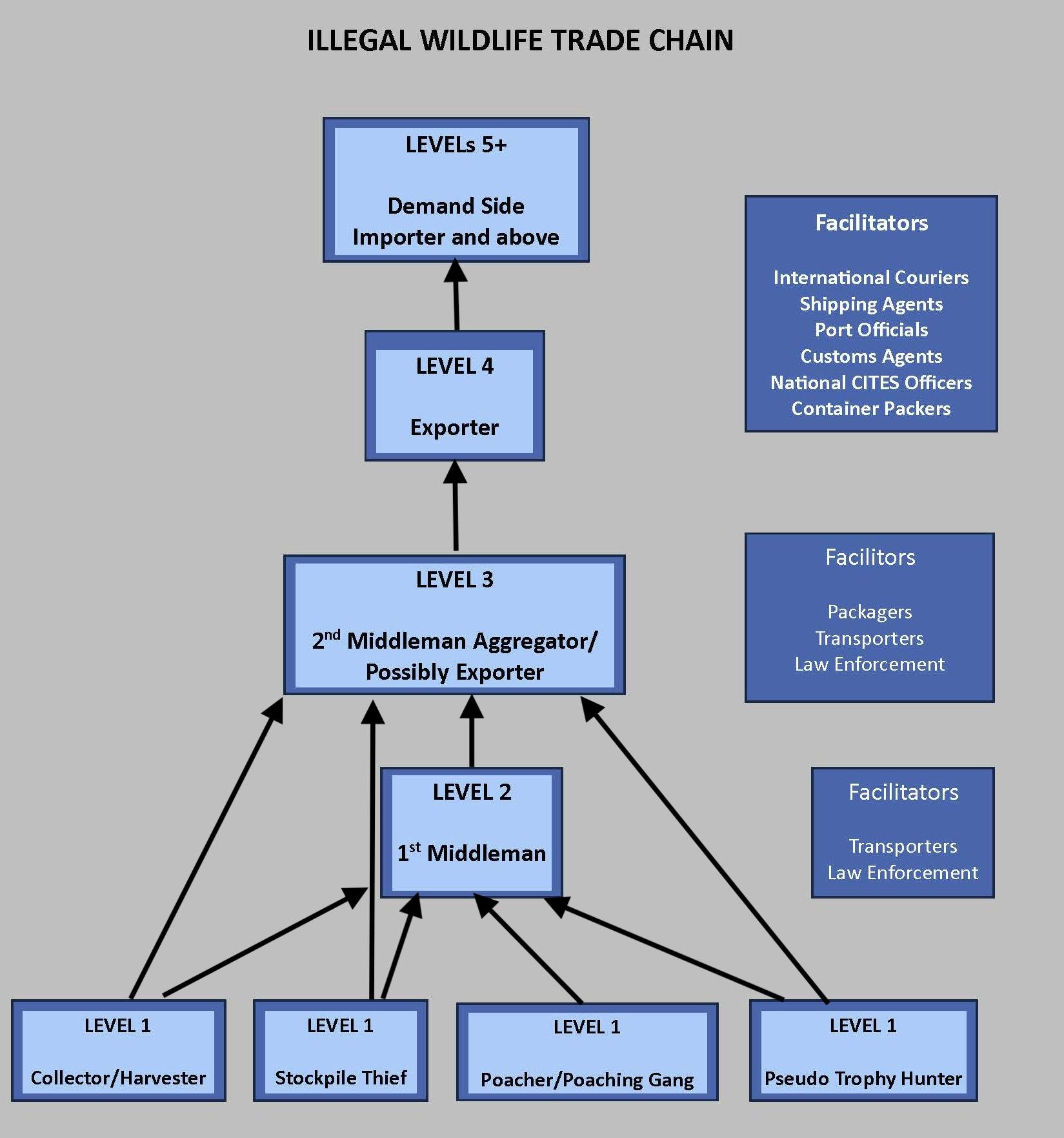 A schematized trade chain for ivory and rhino horn.