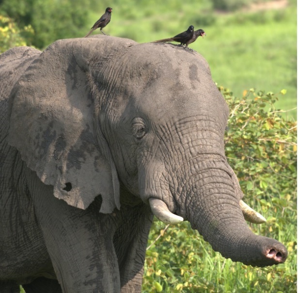 Hill et al./Fig. 2 (the elephant close up of snared injury to trunk)