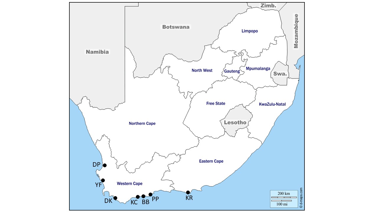 Location of MSA sites in the Eastern and Western Cape of South Africa (Map adapted from:  https://d-maps.com/carte.php?num_car=4414&lang=en).	 YF (Ysterfontein), DK (Die Kelders), BB (Blombos Cave), DP (Diepkloof), PP (Pinnacle Point), KC (Klipdrift Shelter), KR (Klasies River).
