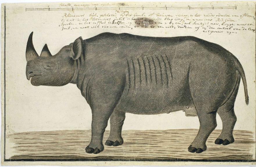 Black rhinoceros sketched by Robert Jacob Gordon in South Africa in 1778. (Gordon Atlas no. 205, Rijksmuseum, Amsterdam). 