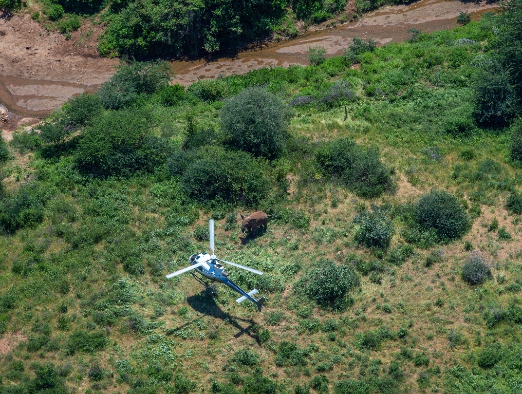 Figure 2. Helicopter trying to push Isiolo back into Tsavo East National Park on 18 January 2022. This management intervention attempt was unsuccessful.