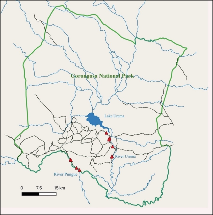 Figure 1. Gorongosa National Park. Green: Park boundary; blue: Lake Urema, permanent rivers (Urema and Pungue) and seasonal waterways; black: dirt roads; red triangles: positions of trail cameras. 